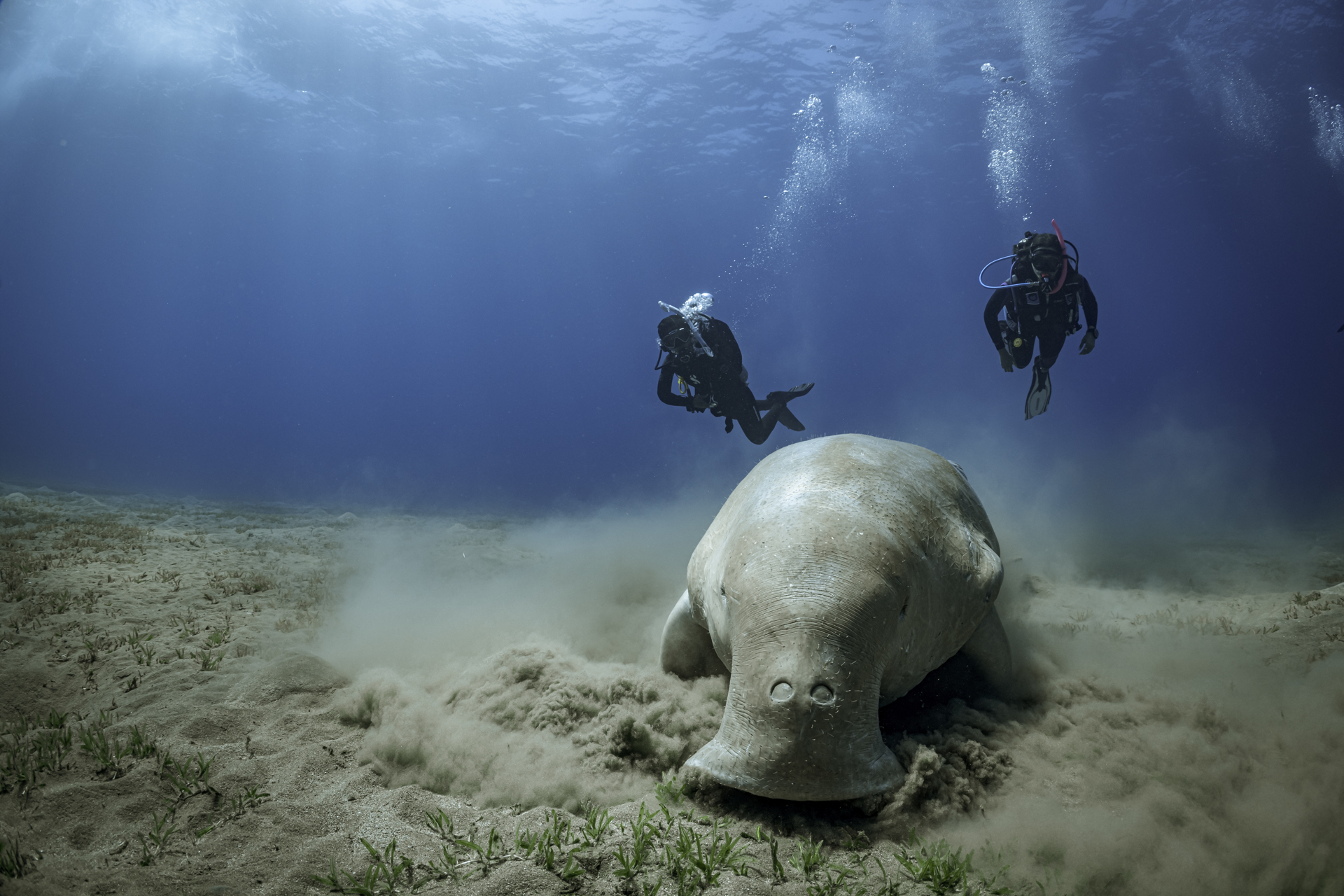 two scuba divers in the red sea in Egypt trail a dugong who is eating off the seafloor