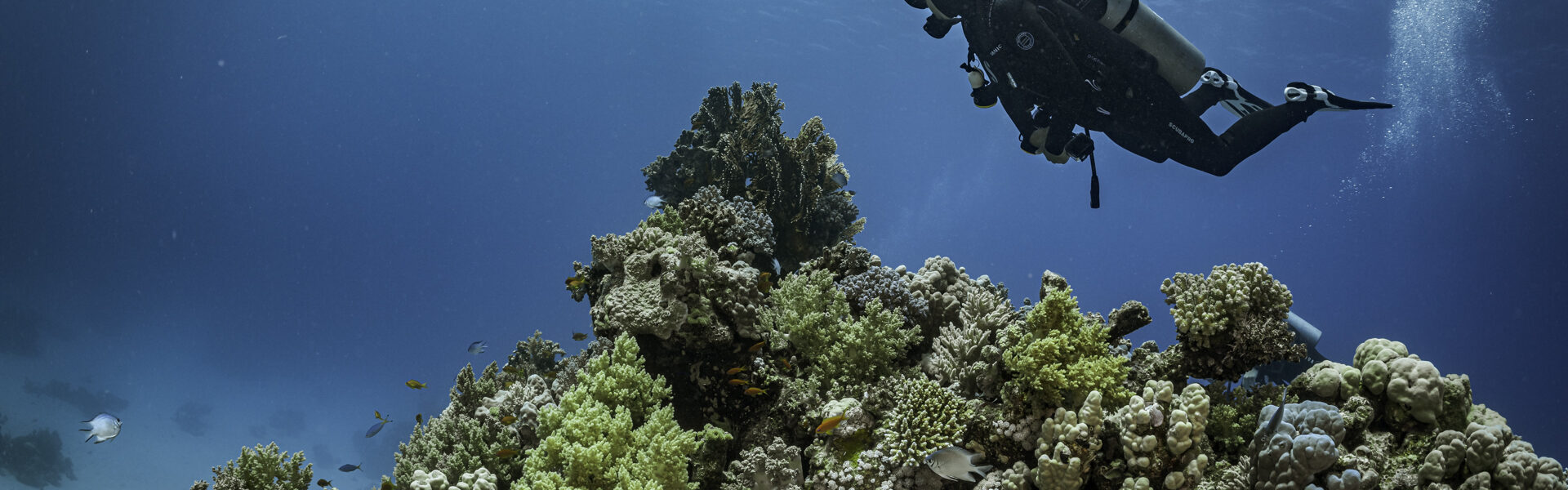 The Blue Economy, Diving and Positive Change