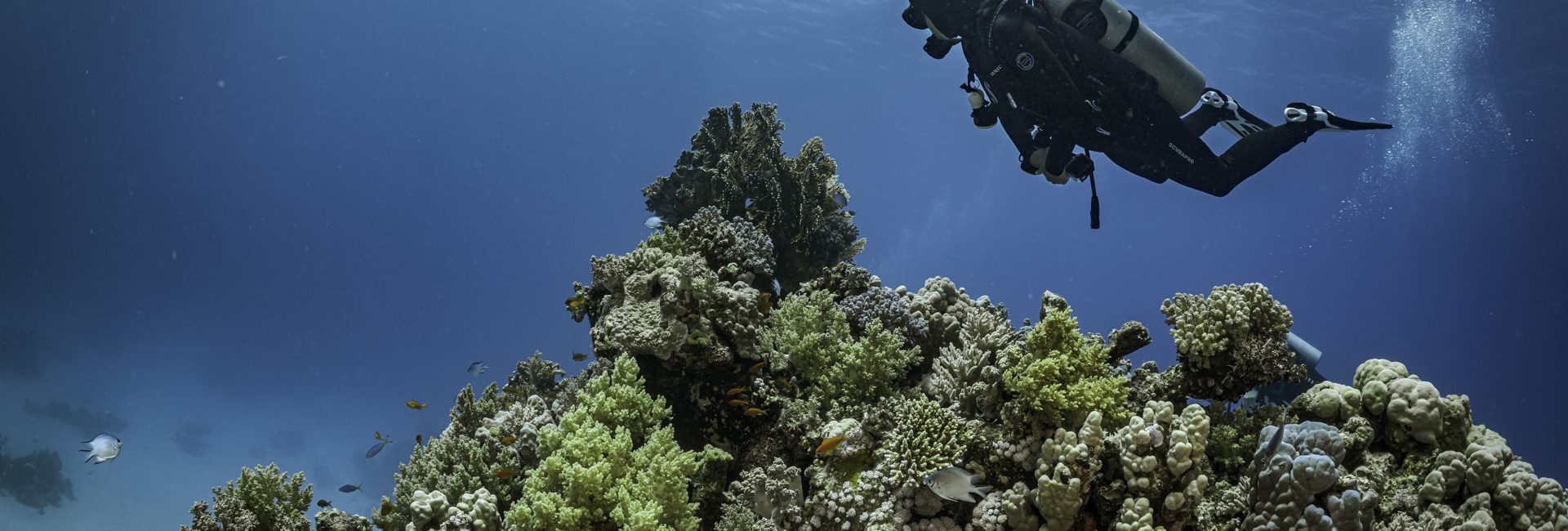 The Blue Economy, Diving and Positive Change