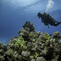 A scuba diver in the red sea floats over a coral reef