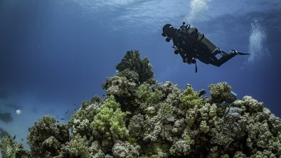 A scuba diver in the red sea floats over a coral reef