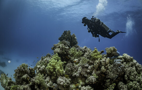 A scuba diver in the red sea floats over a coral reef
