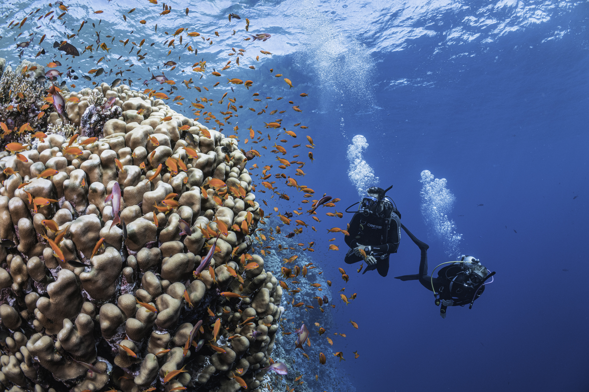 two scuba divers in the red sea in egypt float along a coral wall, accompanied by a school of small orange anthias