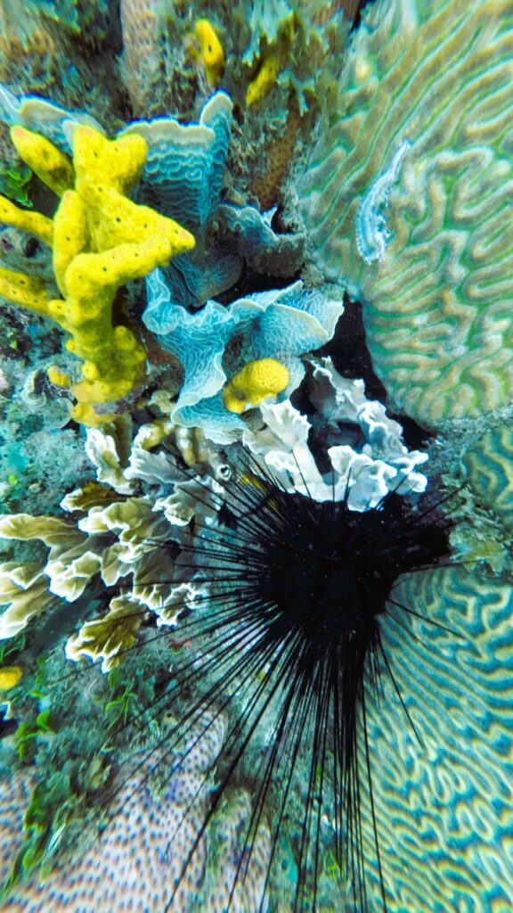 A coral reef in Tela, Honduras bursts with different marine life -- in many colors and textures