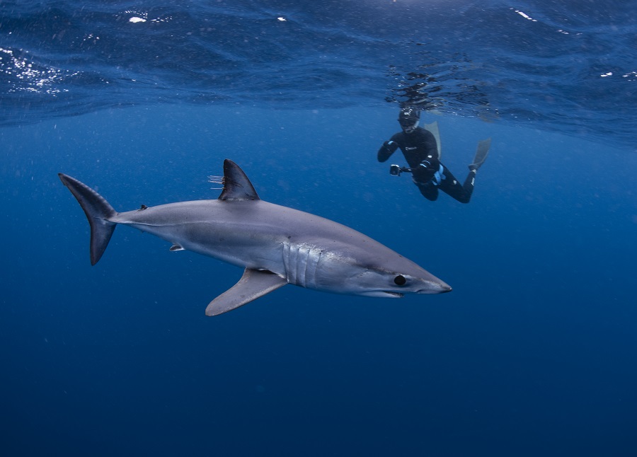 Un apneista flota con un tiburón en aguas abiertas en Baja California. El agua es de un azul intenso. Los apneístas pueden aportar datos al Censo Global de Tiburones y Rayas