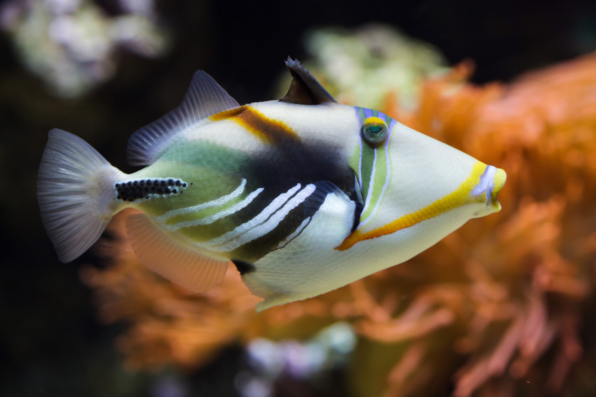 Vibrant Colors and Fierce Attitude of the Hawaiian Triggerfish
