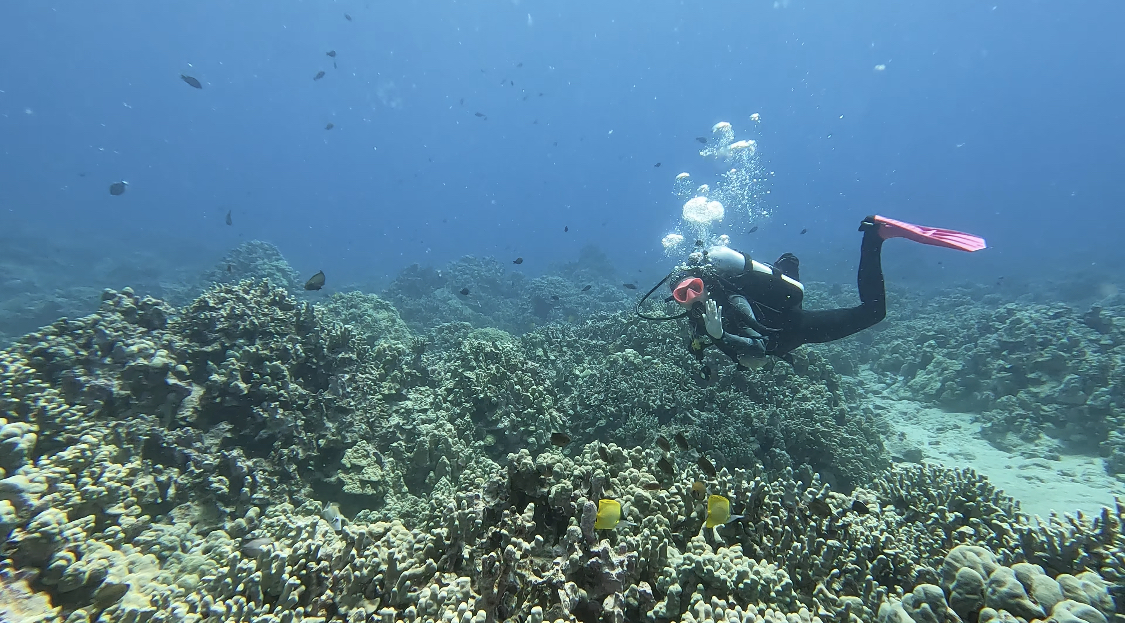 A diver hovers over a rich coral reef on teh Big Island in Hawai'i.