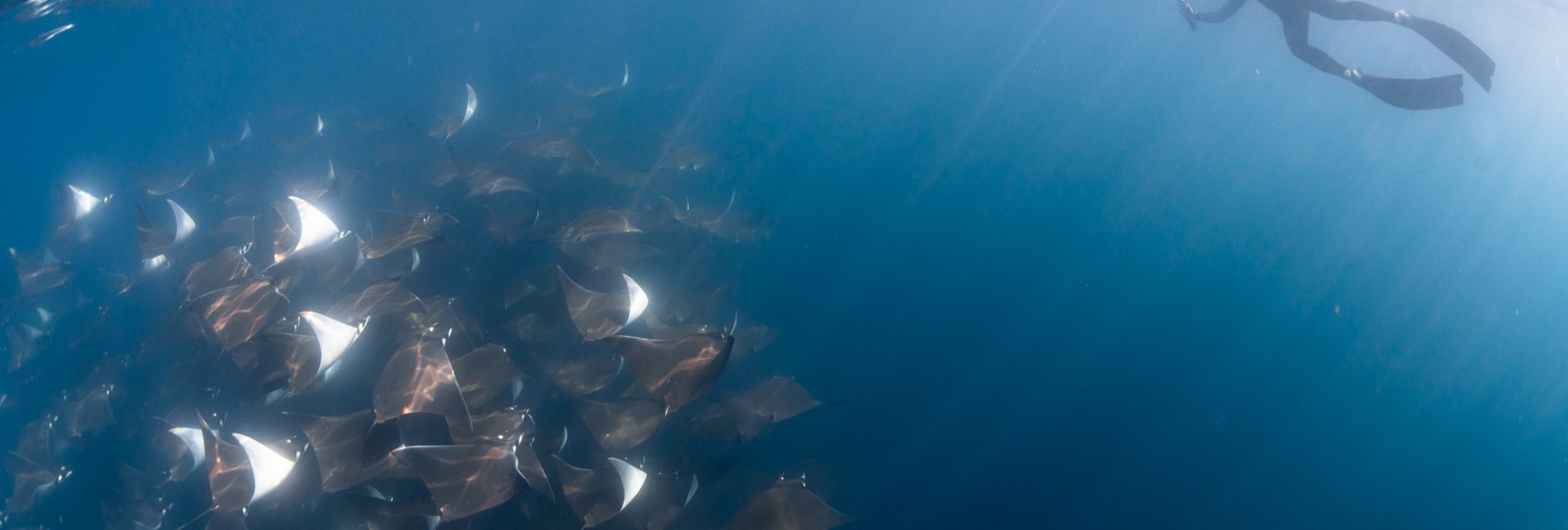 This Luxe Citizen Science Expedition Is One of the Best Ways to Experience Baja California’s Mobula Ray Aggregations