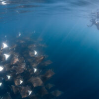 a freediver swims along side an aggregation of mobula rays in the sea of cortez