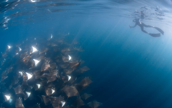 a freediver swims along side an aggregation of mobula rays in the sea of cortez