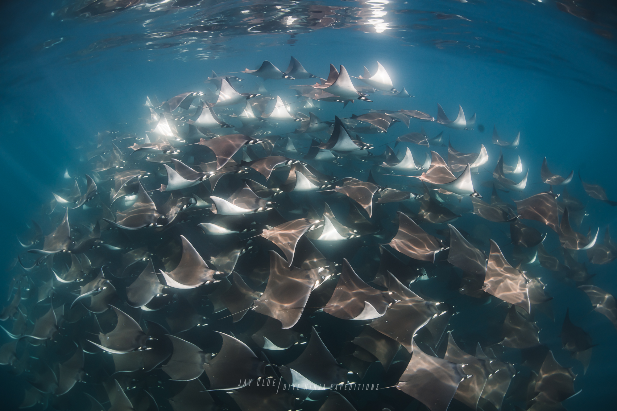 A group of mobula rays swims in the clear waters of the Sea of Cortez off the coast of Baja California