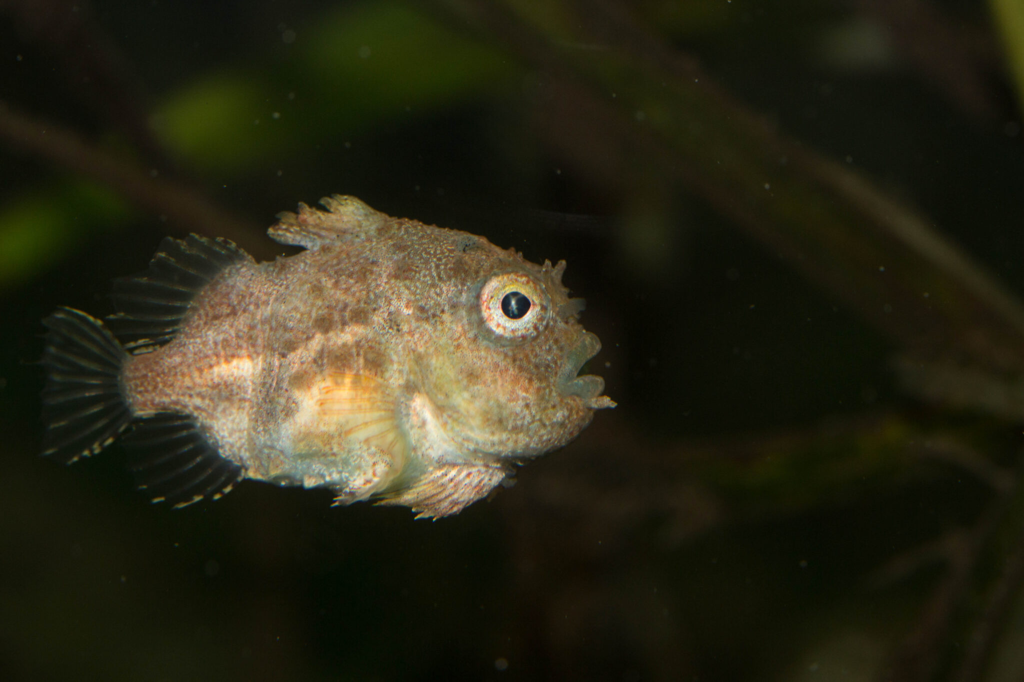 The Adorable Bubble-Bearing Wonder: The Lumpsucker Fish