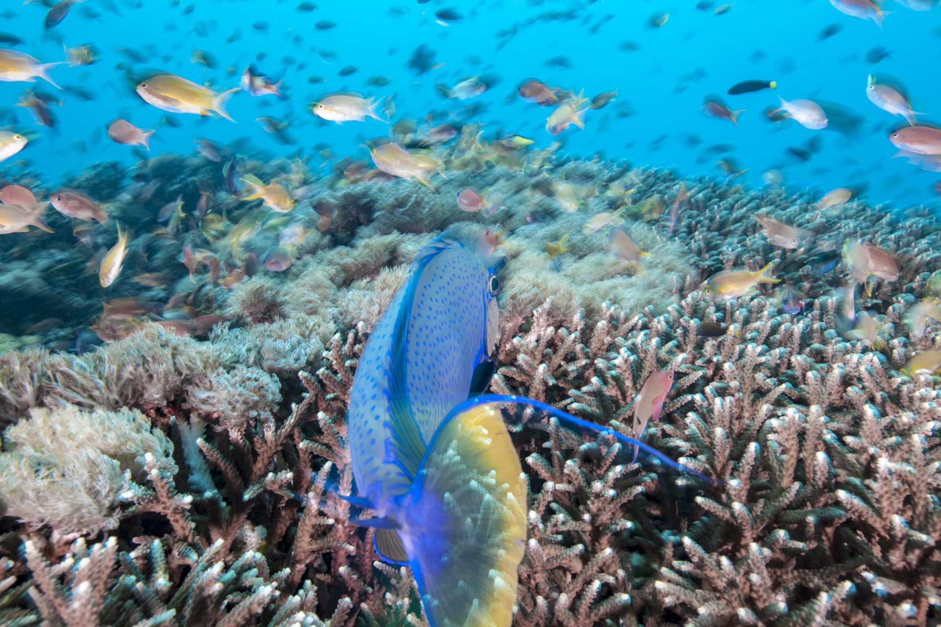 A large blue fish swims away from the camera over a healthy coral reef in clear water