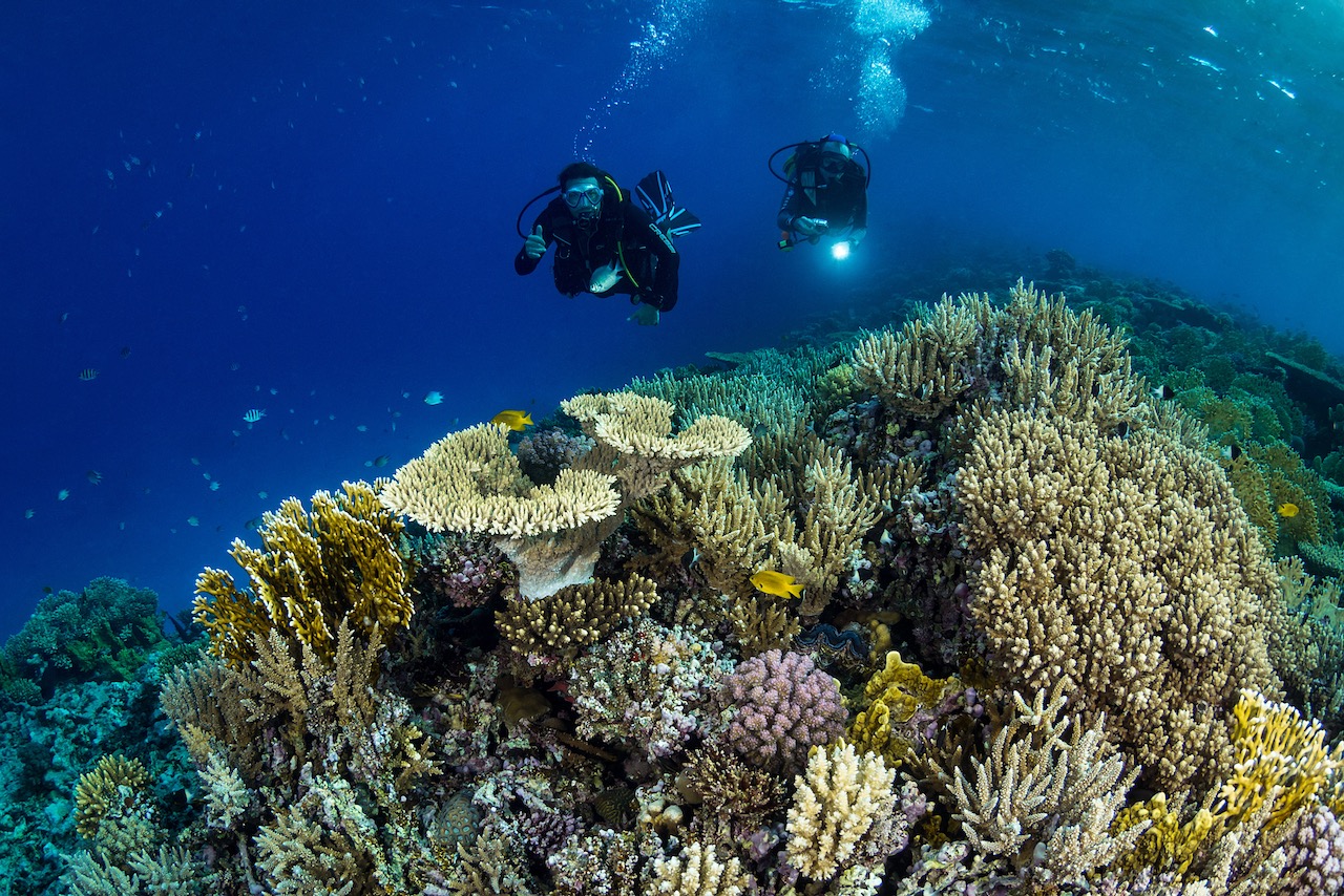 two divers float over a vibrant coral reef in deep blue water