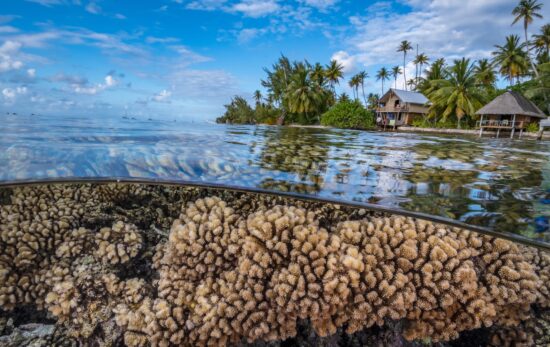 A split shot showing healthy hard and soft corals under a clear blue sky and tropical backdrop in French Polynesia
