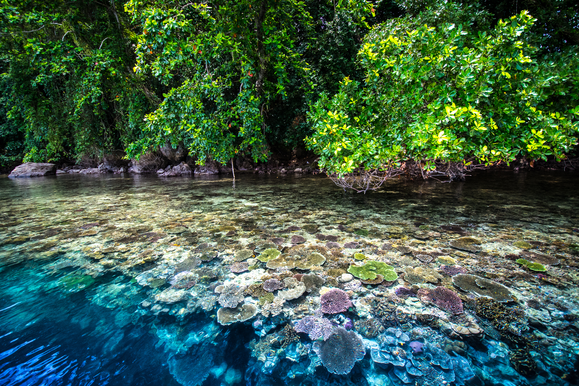 A split shot showing a blue and purple coral reef under the water as well as mangrove trees above the surface.