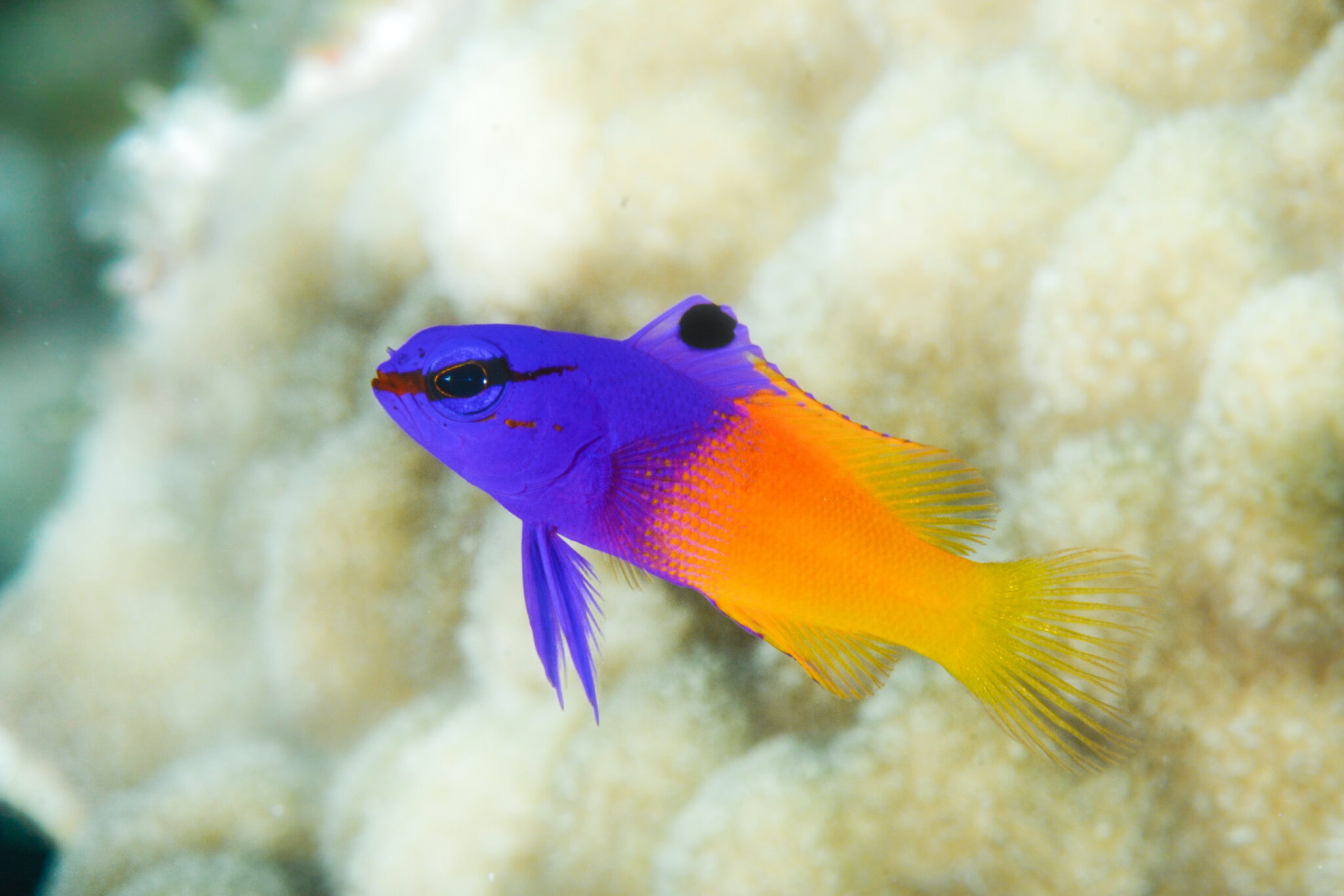 Fairy basslet or royal gramma with blurred background