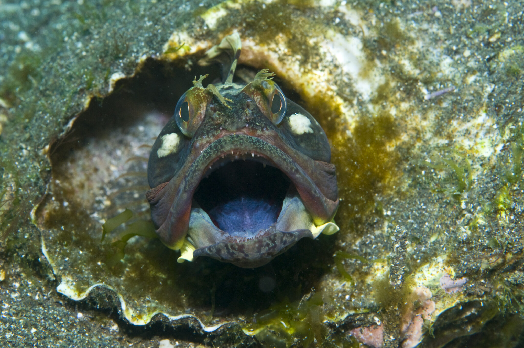 Sarcastic Fringehead: A Fish That Takes 'Open Wide' to a Whole New Level