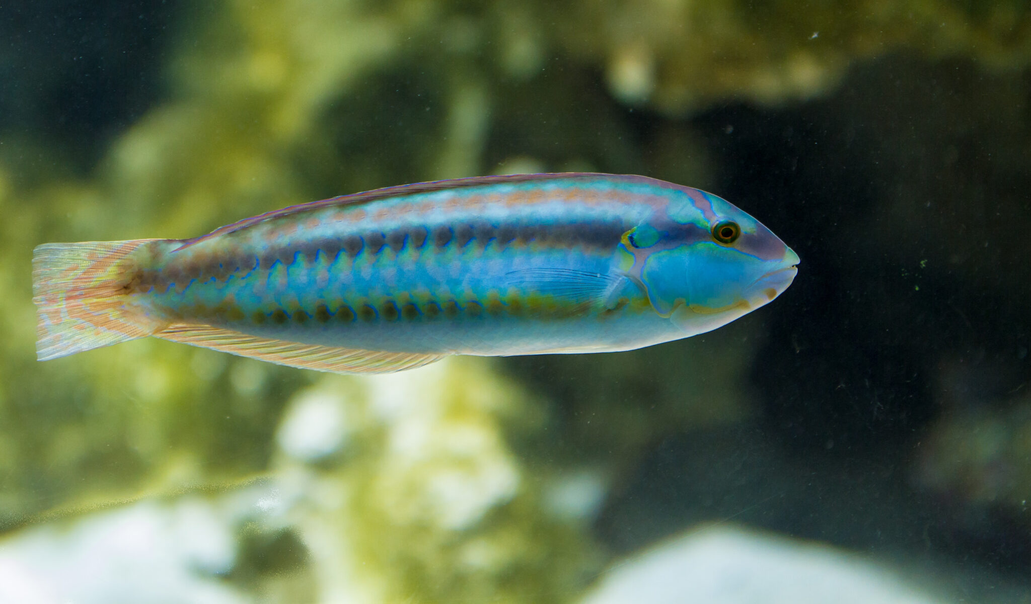 The Mischievous Master of Elusion: The Slippery Dick Fish