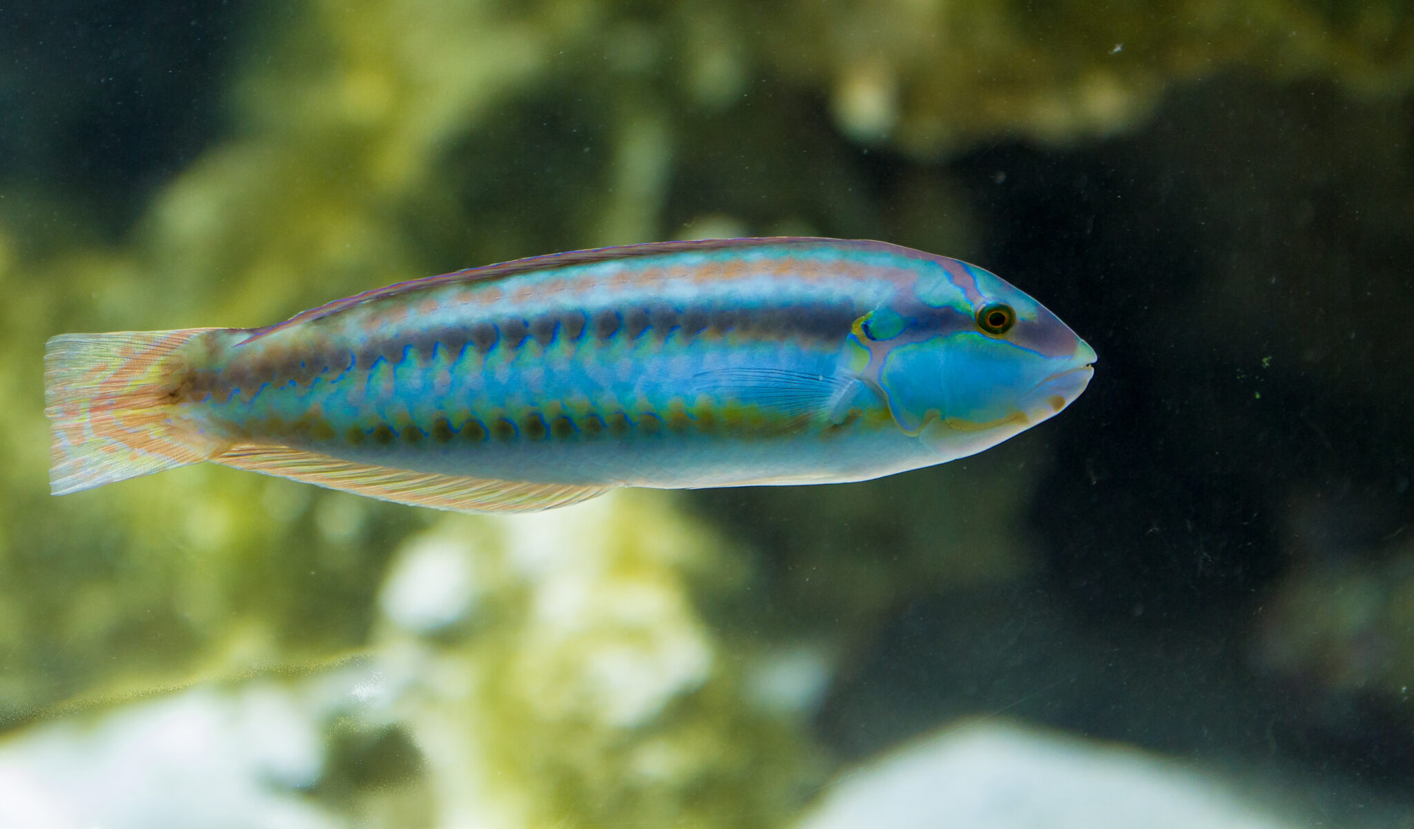 Weird Fish List With Pictures & Facts: The World's Weirdest Fish