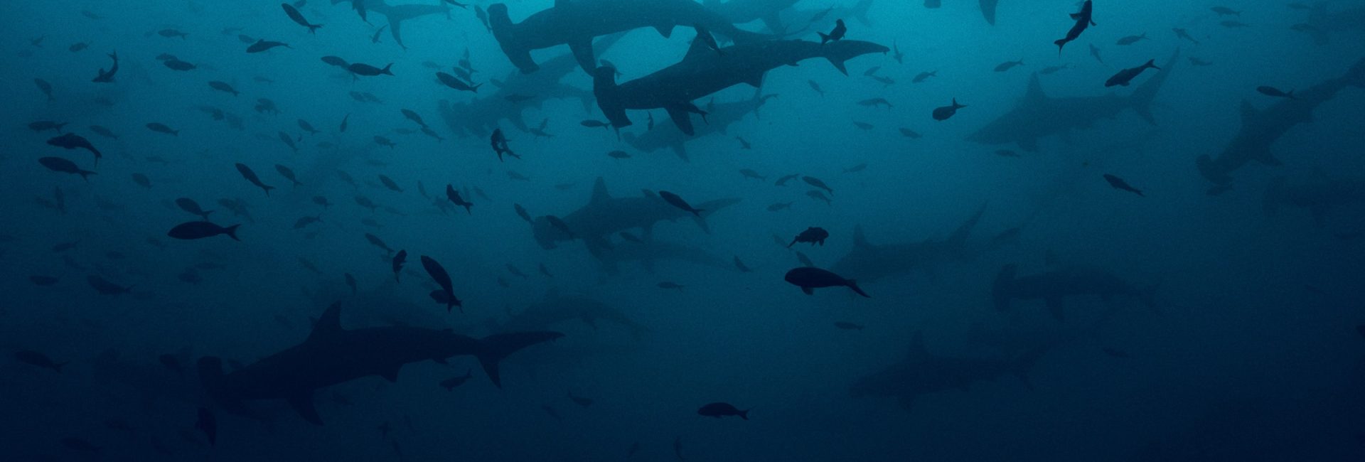 Help Us Protect Sharks: PADI AWARE Introduces the Global Shark & Ray Census
