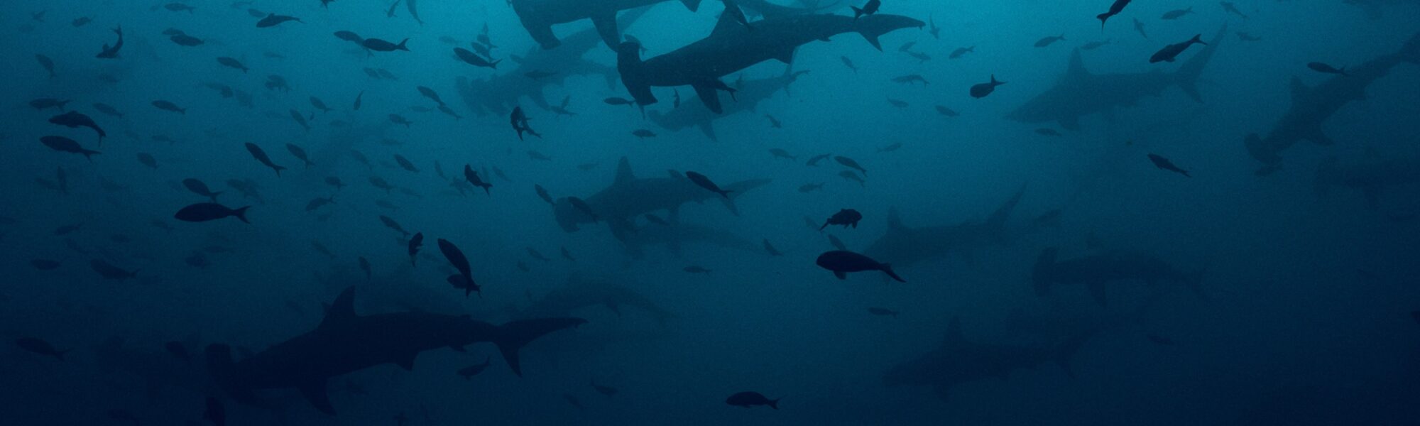 ช่วยเราปกป้องฉลาม: PADI AWARE เปิดตัว Global Shark & Ray Census