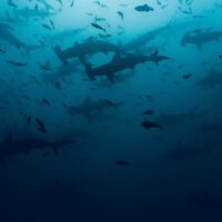 AWARE Shark Image