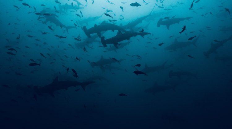 AWARE Shark Image