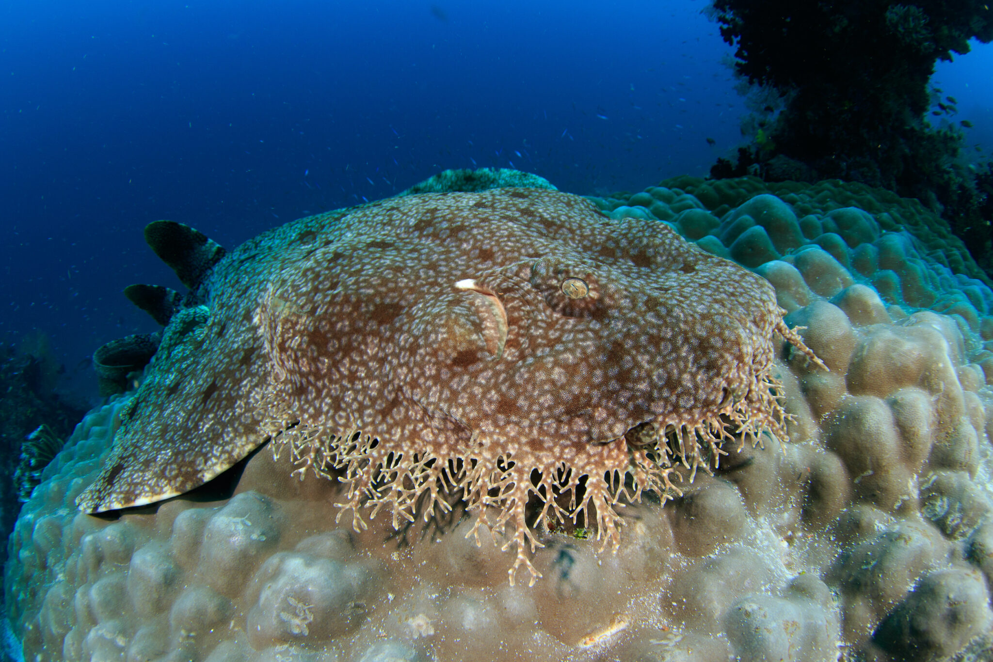 Tasslled Wobbegong resting on a coral block. Underwater image taken scuba diving in Indonesia
