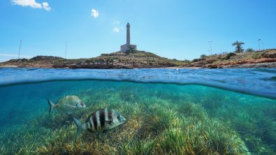 Coastline with a lighthouse at Cabo de Palos in Spain and grassy seabed with fish underwater, split view half above and below water surface, Mediterranean sea, Cartagena, Murcia