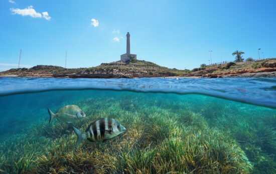 Coastline with a lighthouse at Cabo de Palos in Spain and grassy seabed with fish underwater, split view half above and below water surface, Mediterranean sea, Cartagena, Murcia