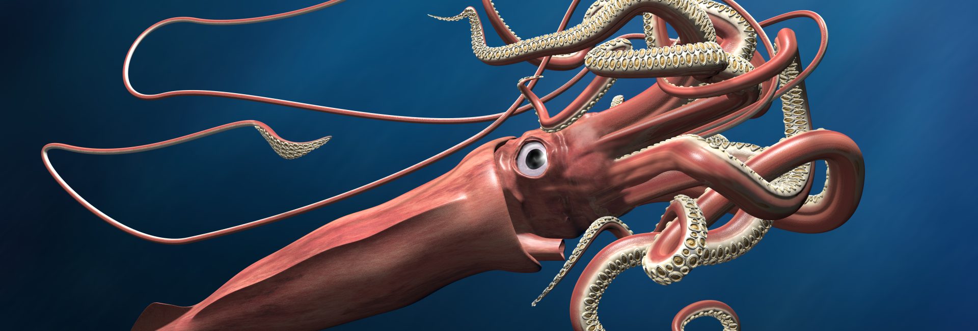 Scuba Divers Film Giant Squid in Extremely Rare Encounter