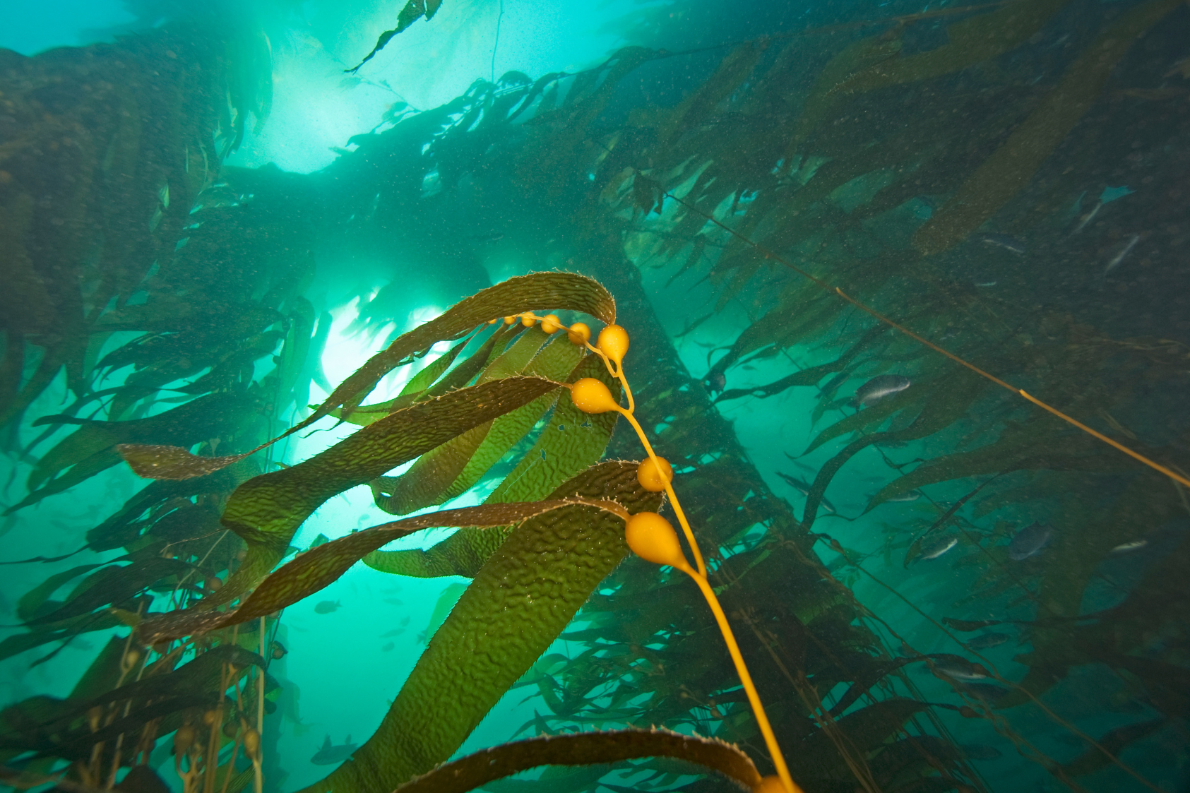 Image of a kelp forest