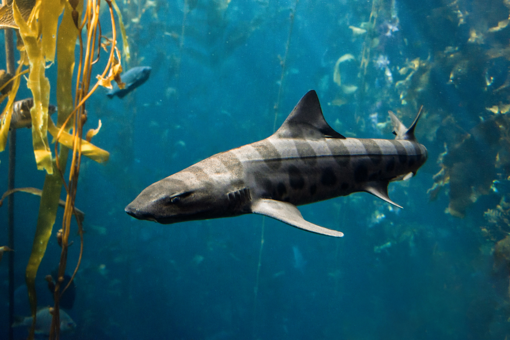 Image of a leopard shark swimming through a kelp forest