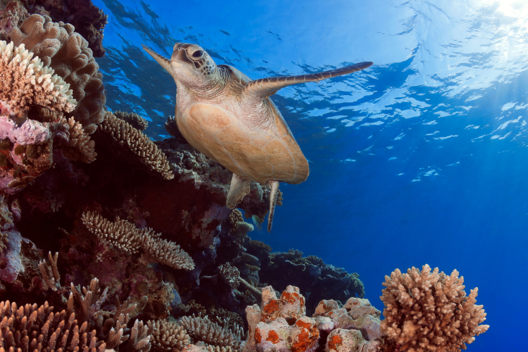 Image of a sea turtle swimming along the reef