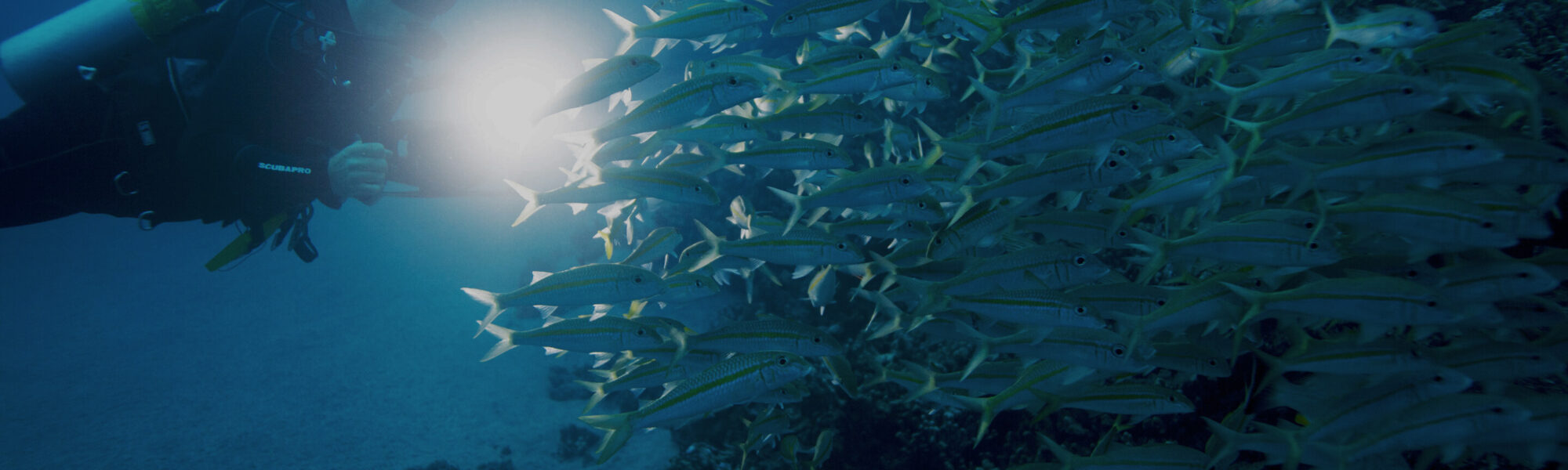 A scuba diver looks at a school of fish during a night dive. She is using a flashlight and a camera.