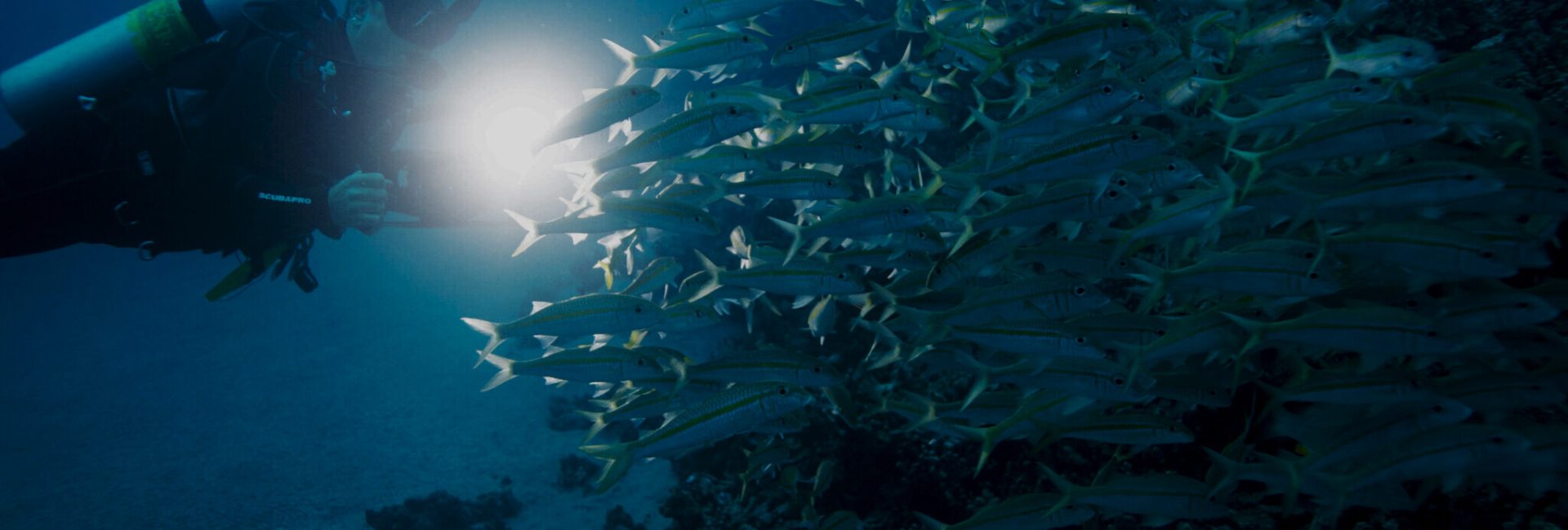Night Diving Tips: How To Signal Your Buddy & Navigate in the Dark