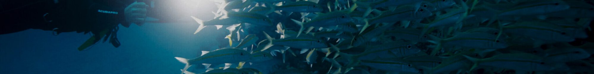 scuba diver looking through a school of fish at night