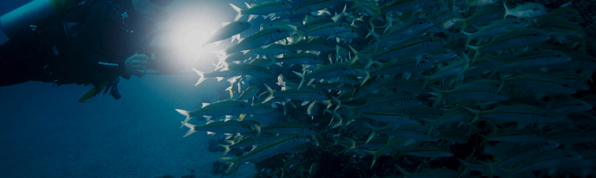 scuba diver looking through a school of fish at night