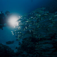 scuba diver looking through a school of fish at night