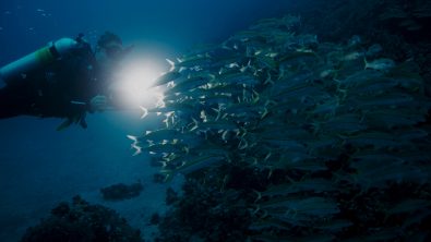 scuba diver looking through a school of fish at night