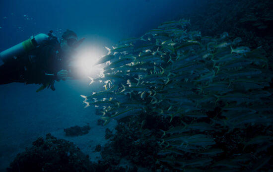 scuba diver looking through a school of fish at night