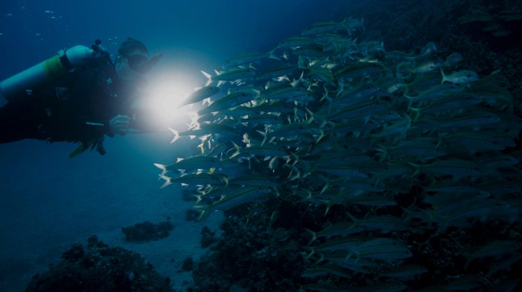 scuba diver looking through a school of fish at night