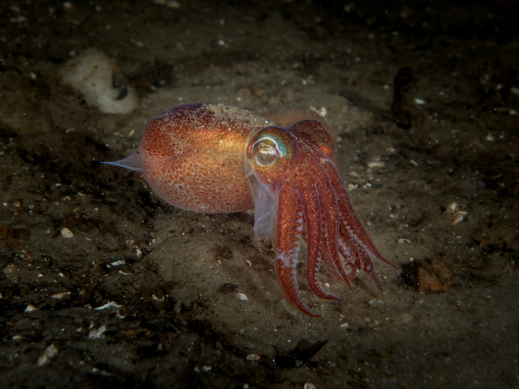 Bobtail squid on the seabed during a night dive.