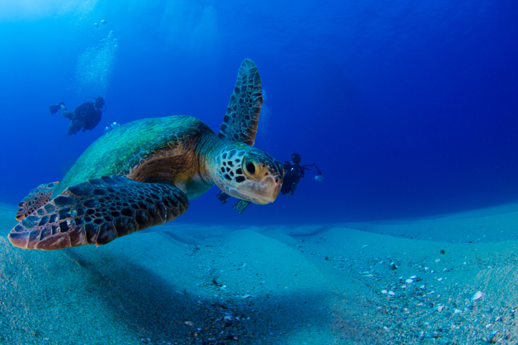 Sea turtle swimming amongst scuba divers