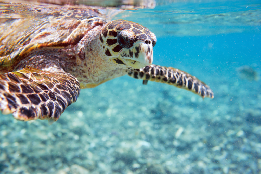 Sea turtle ready to surface for a breath of air