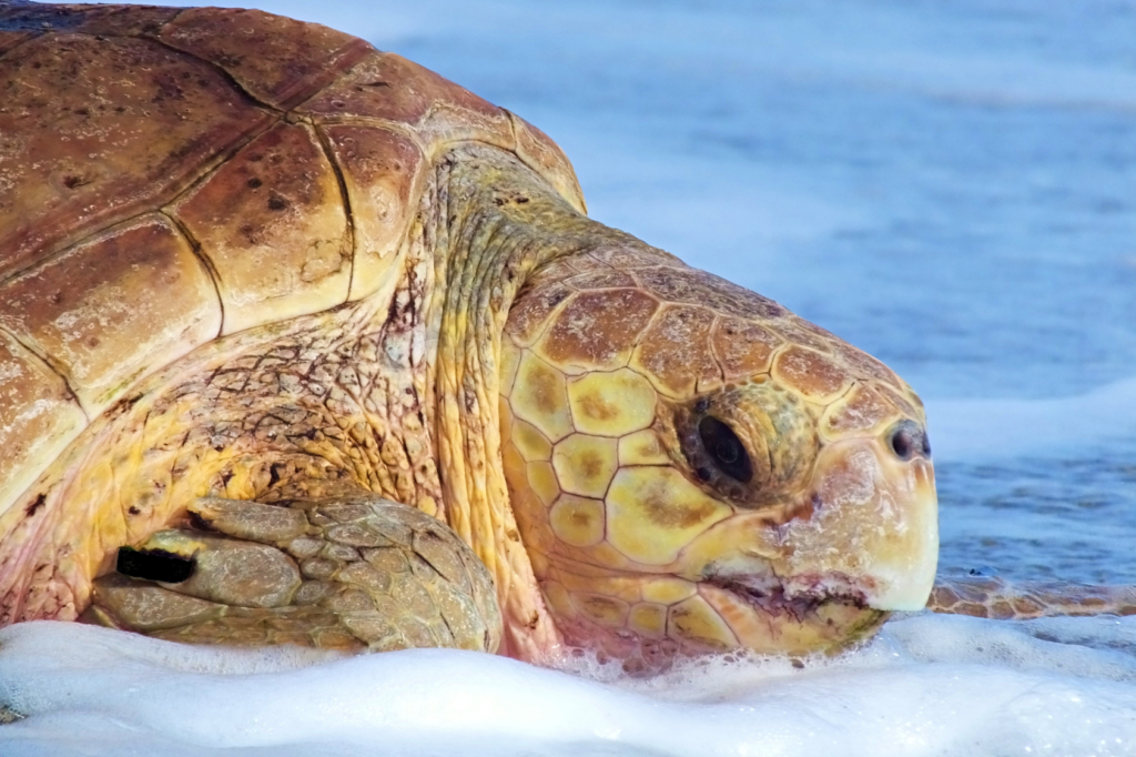 Loggerhead sea turtle heading back out to sea