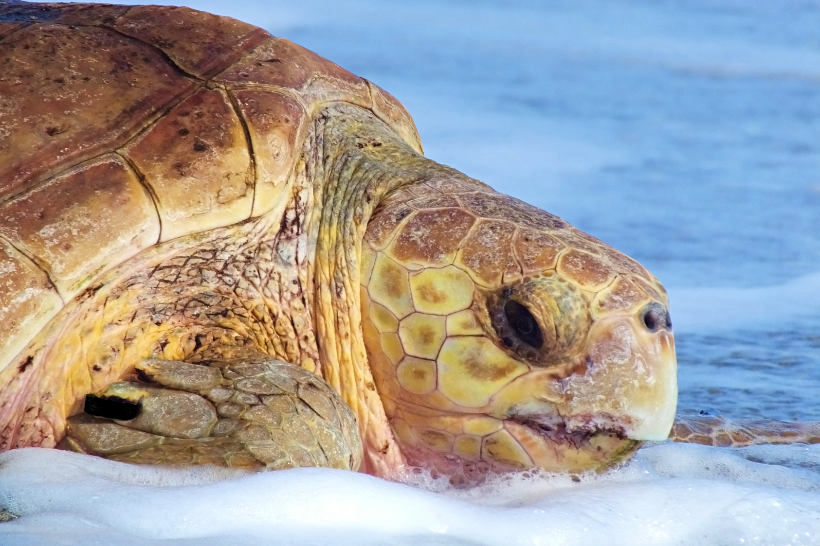 turtle on beach