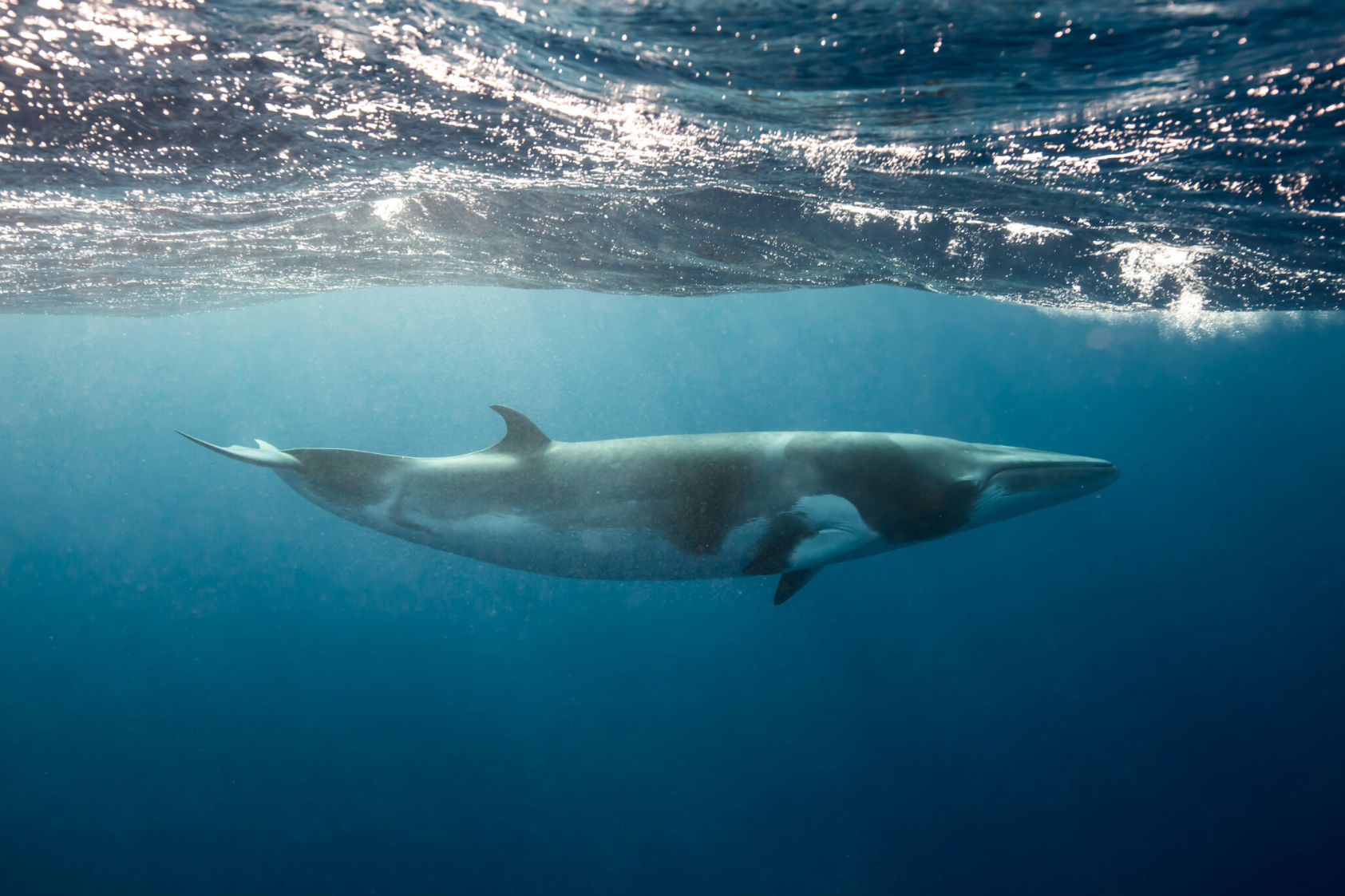 Image of a minke whale swimming in the ocean