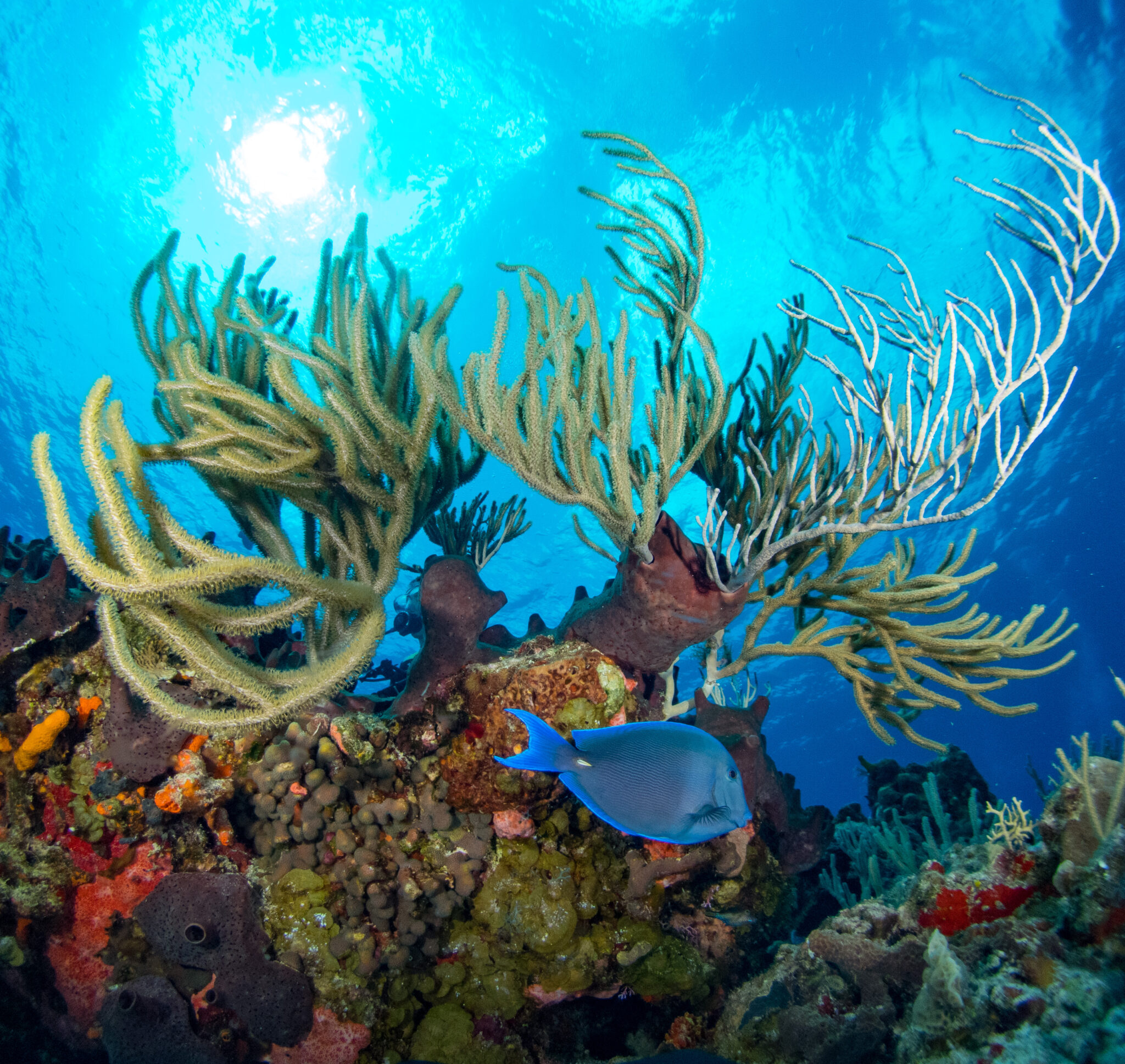 A coral reef in Cozumel